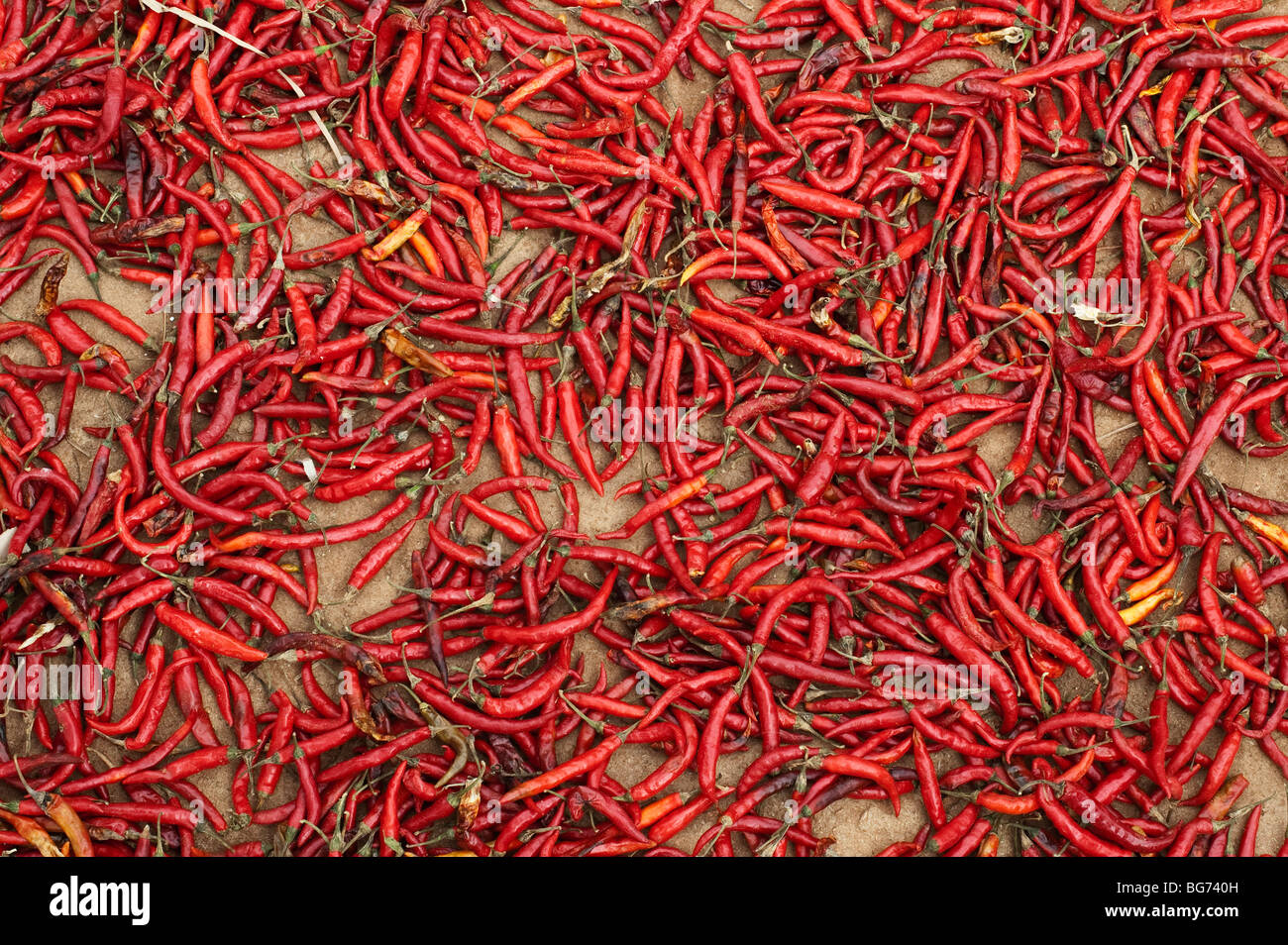 Red chilli's drying in the sun in India Stock Photo