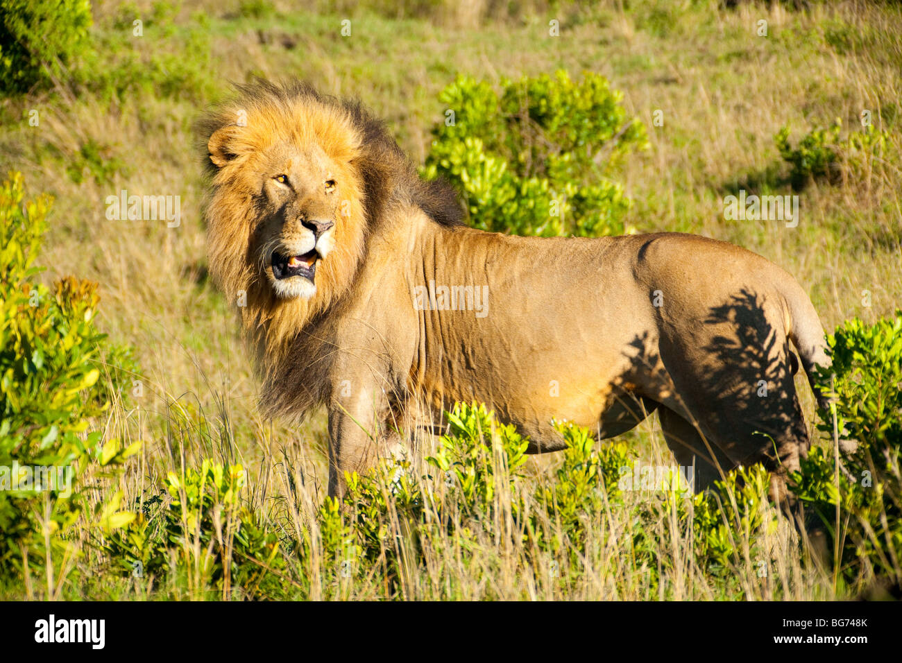 Lion in kenya hi-res stock photography and images - Alamy