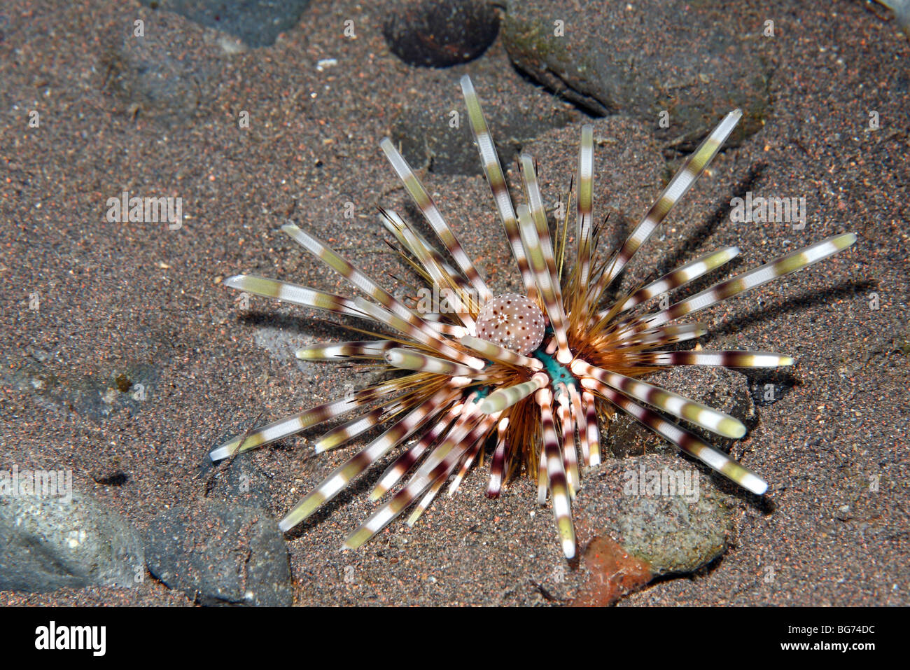 Double spined sea urchin, or banded long spine Sea Urchin, Echinothrix calamaris,Tulamben, Bali, Indonesia. Bali Sea, Indian Ocean Stock Photo