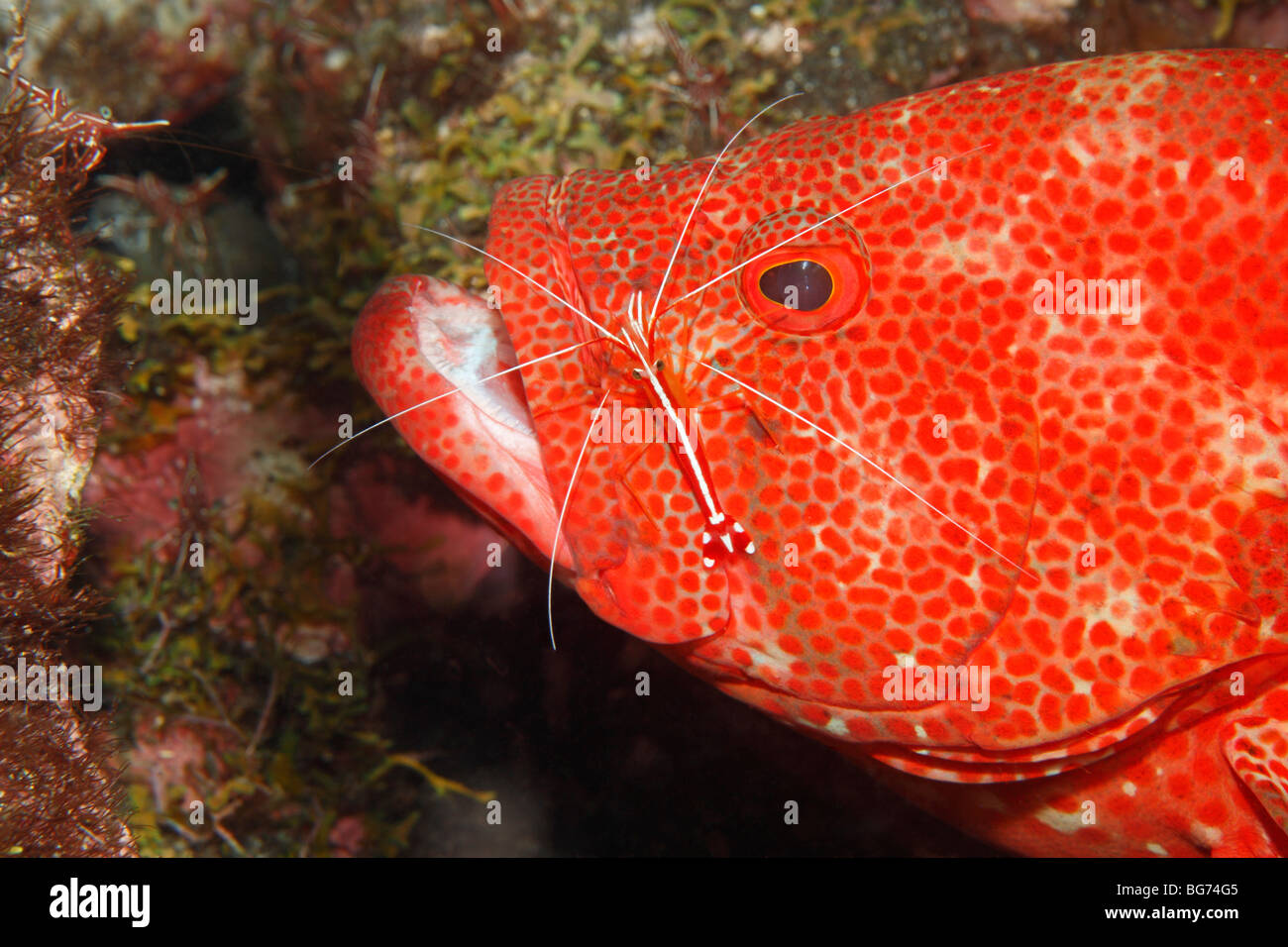 Tomato Cod, or Tomato grouper, Cephalopholis sonnerati, being cleaned by a Cleaner Shrimp, Lysmata amboinensis, Stock Photo