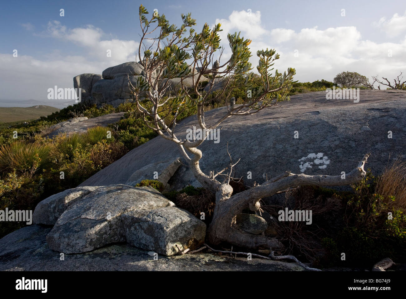 Ancient pre-cambrian granite domes, with wind-stunted vegetation in the Torndirrup National Park, Albany, south-west Australia Stock Photo