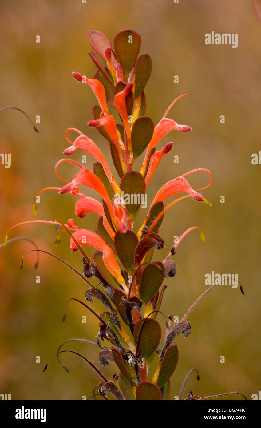 Basket flower, Adenanthos obovatus, south-west Australia. Stock Photo