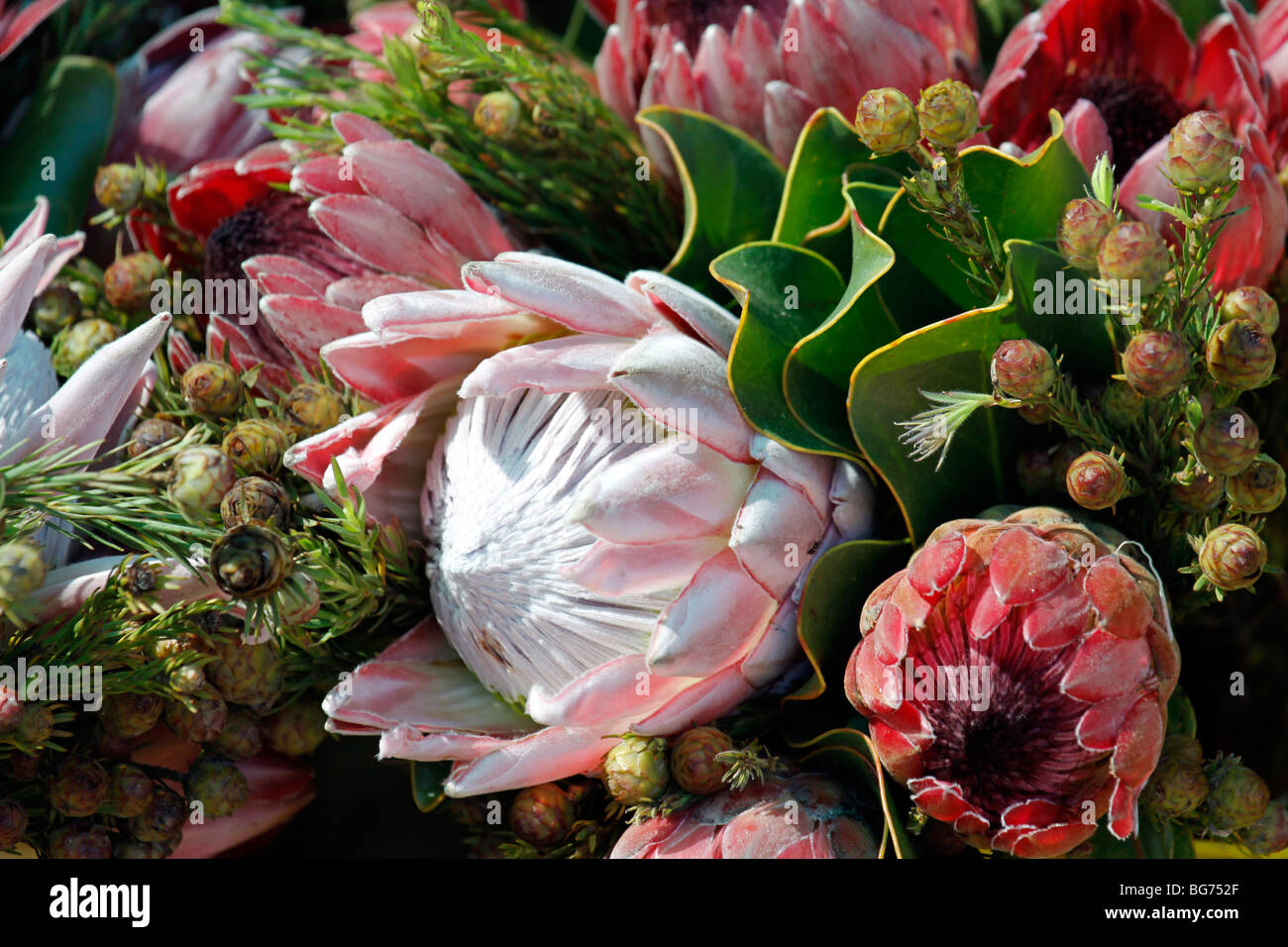 Bunch of Protea flowers for sale at neighborhood market in Tokai near