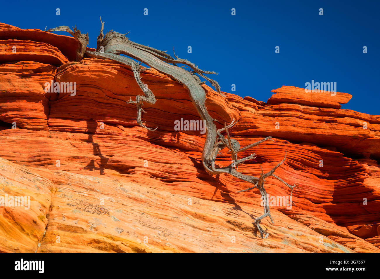 Dead juniper contrasted against a sandstone wall in Vermilion Cliffs National Monument Stock Photo