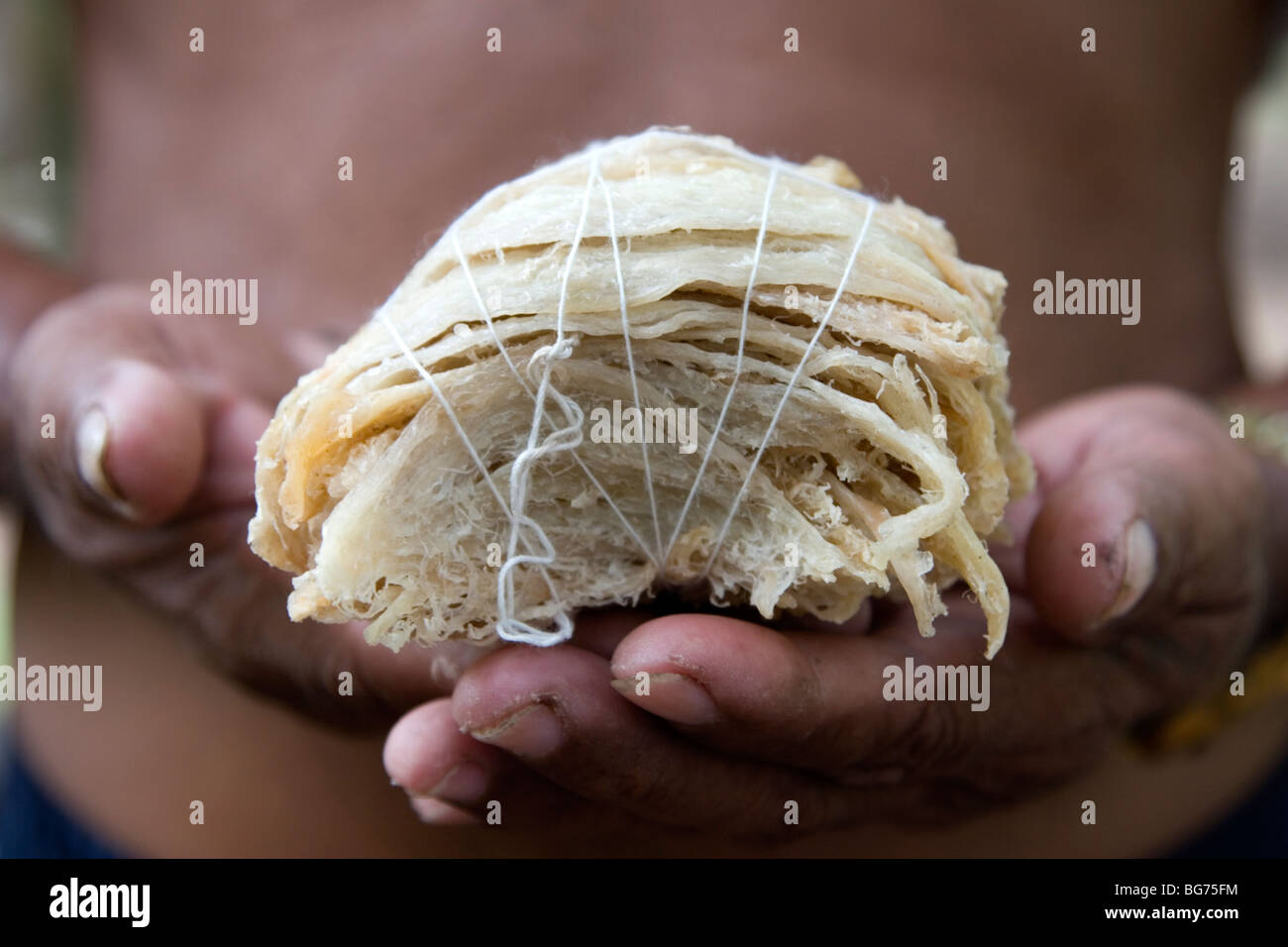 Prized bird's nests of the sea swallows that are highly prized in