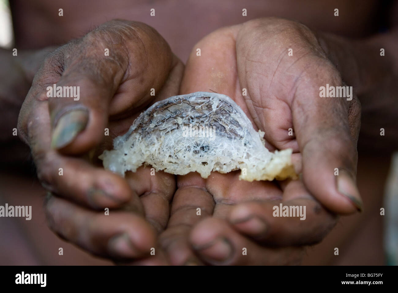 Prized bird's nests of the sea swallows that are highly prized in