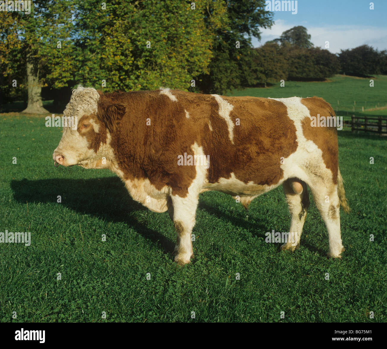 Large Simmental cross bull on grass in autumn Stock Photo
