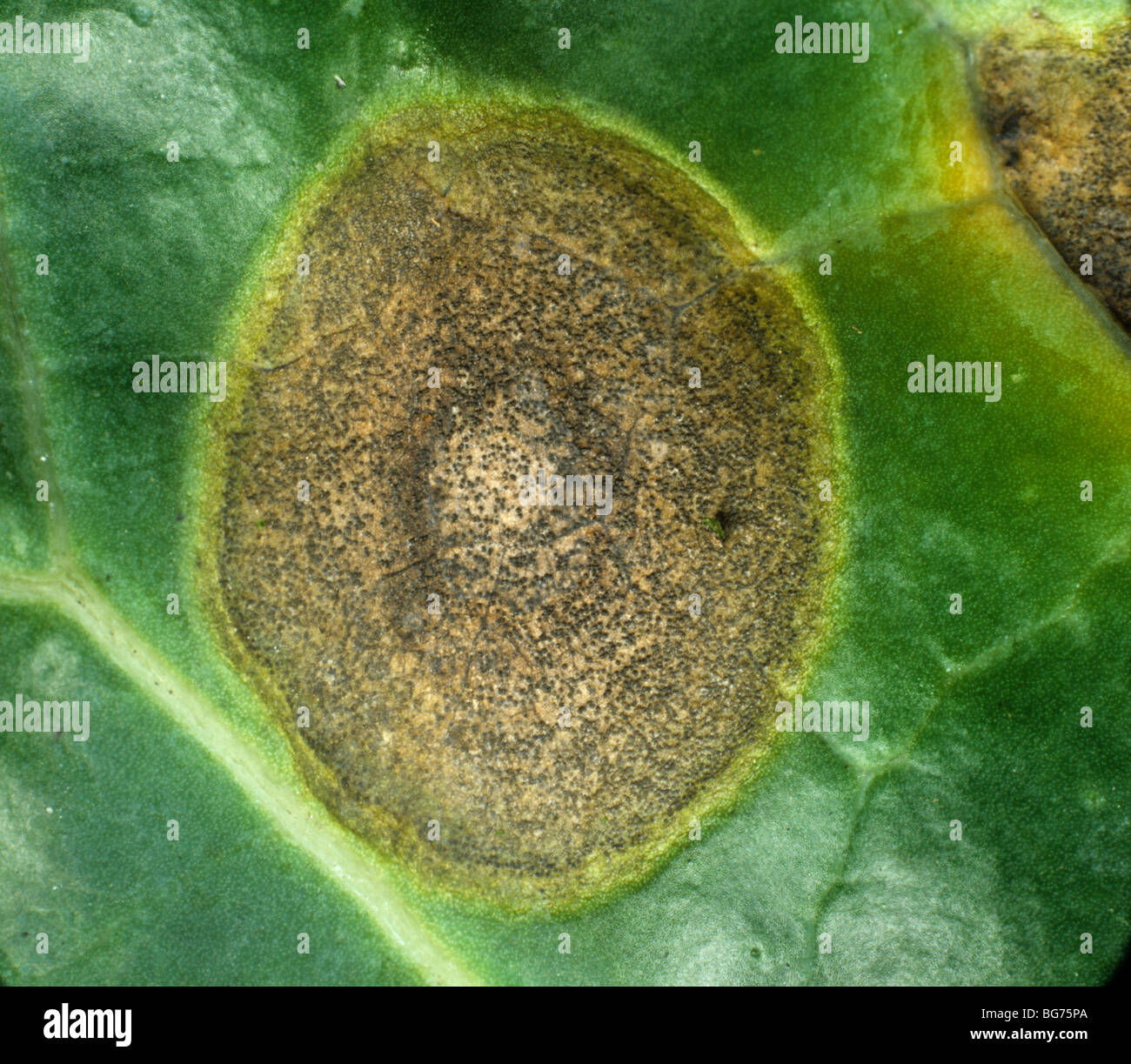 Ring spot (Mycosphaerella brassicicola) lesion & pycnidia on a cabbage leaf Stock Photo