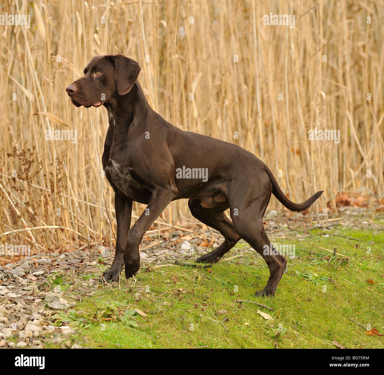 duck hunting german shorthaired pointer