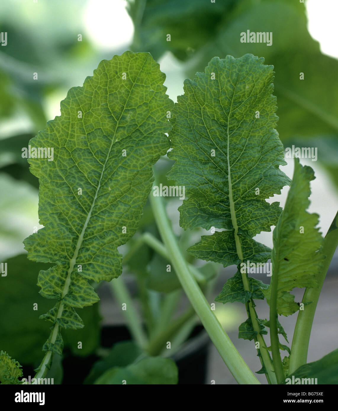 Cauliflower mosaic virus infection chlorotic netted symptoms on turnip leaves Stock Photo