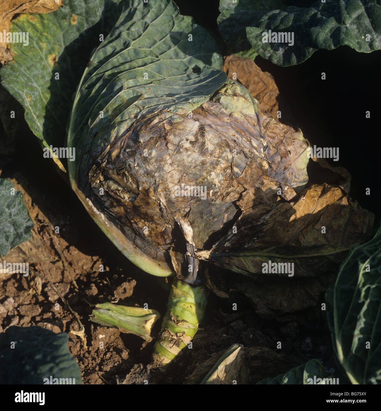 Sclerotinia stem rot (Sclerotinia sclerotiorum) infection on old cabbage plant, Portugal Stock Photo