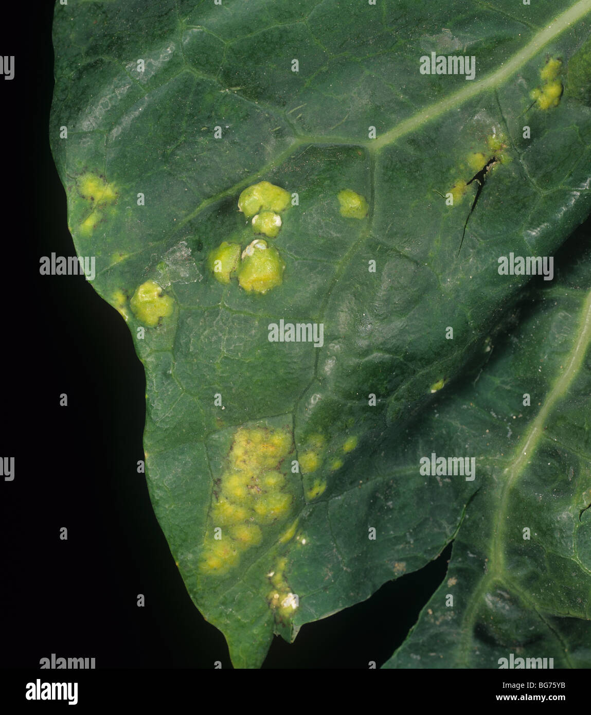 White blister rust (Albugo candida) blisters on a cabbage leaf top surface Stock Photo