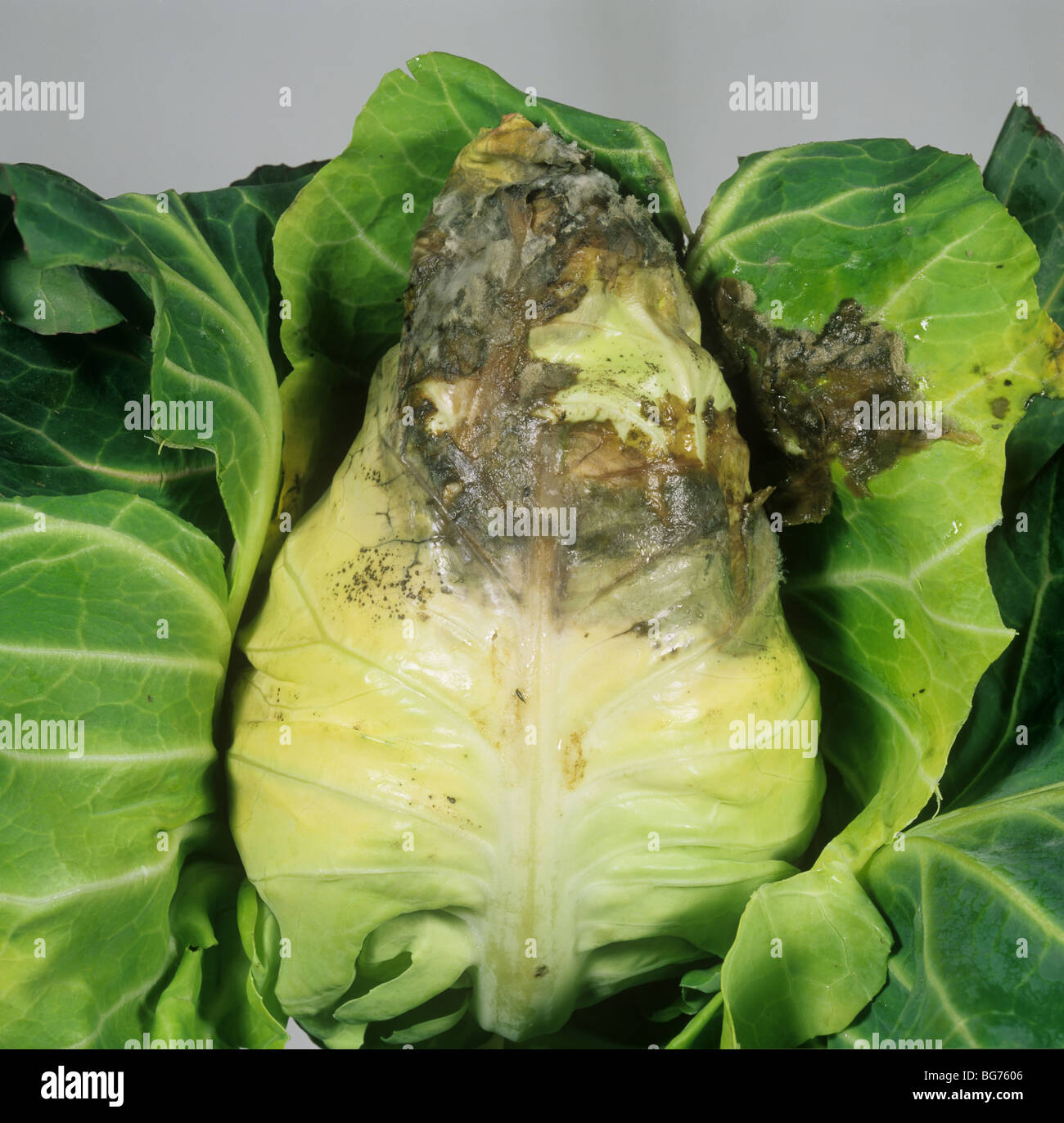 Grey mould (Botrytis cinerea) development on a pointed cabbage after harvest Stock Photo