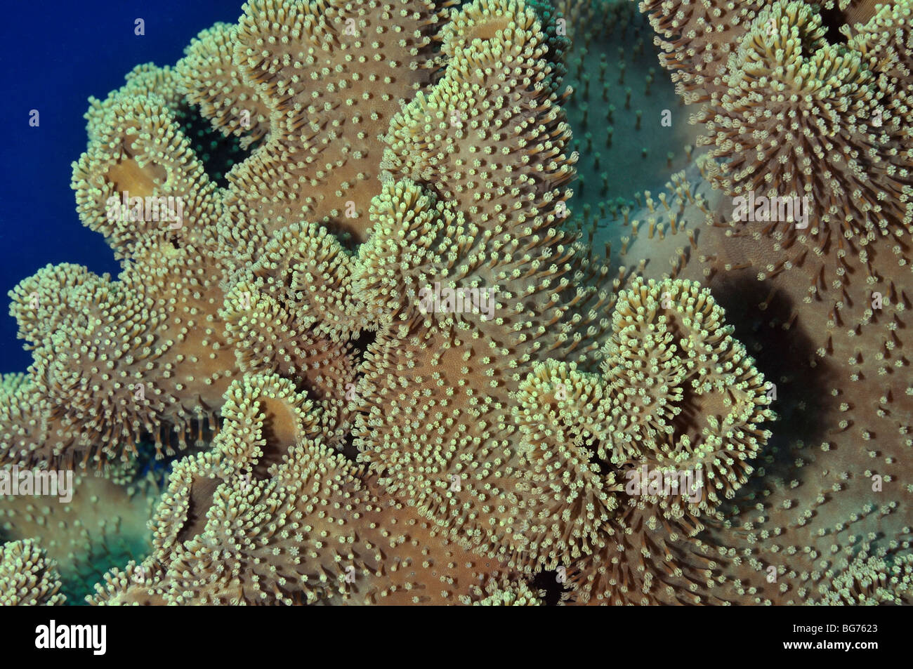Rough 'leather coral', a soft coral (Sarcophyton glaucum) showing polyps, 'Red Sea' Stock Photo