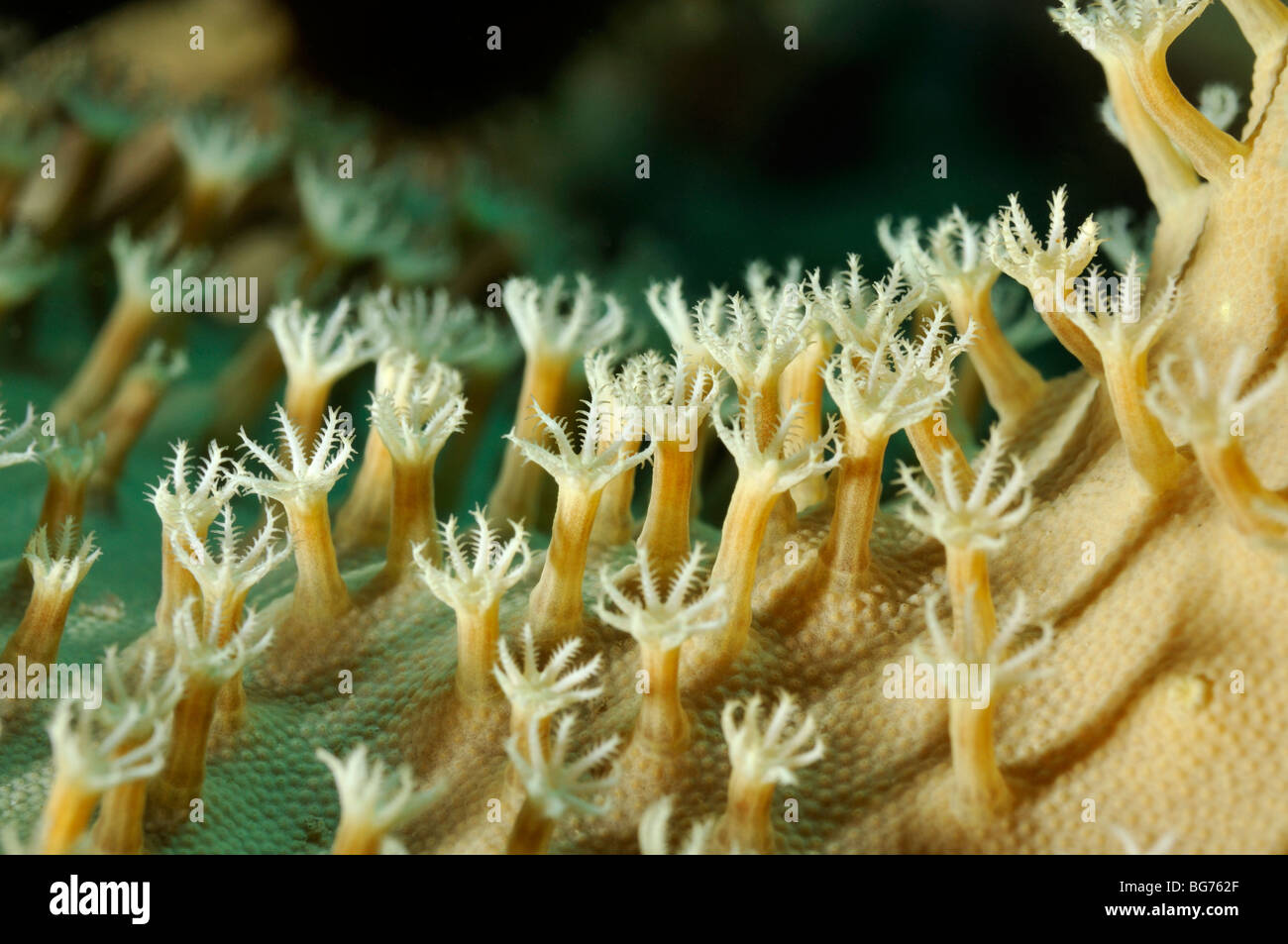 Close up polyps of 'Rough leather coral', a soft coral (Sarcophyton glaucum) Stock Photo