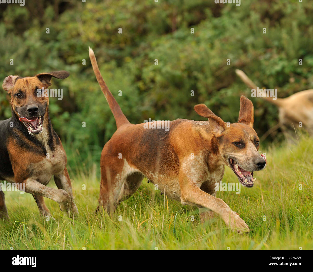 foxhounds in full cry Stock Photo
