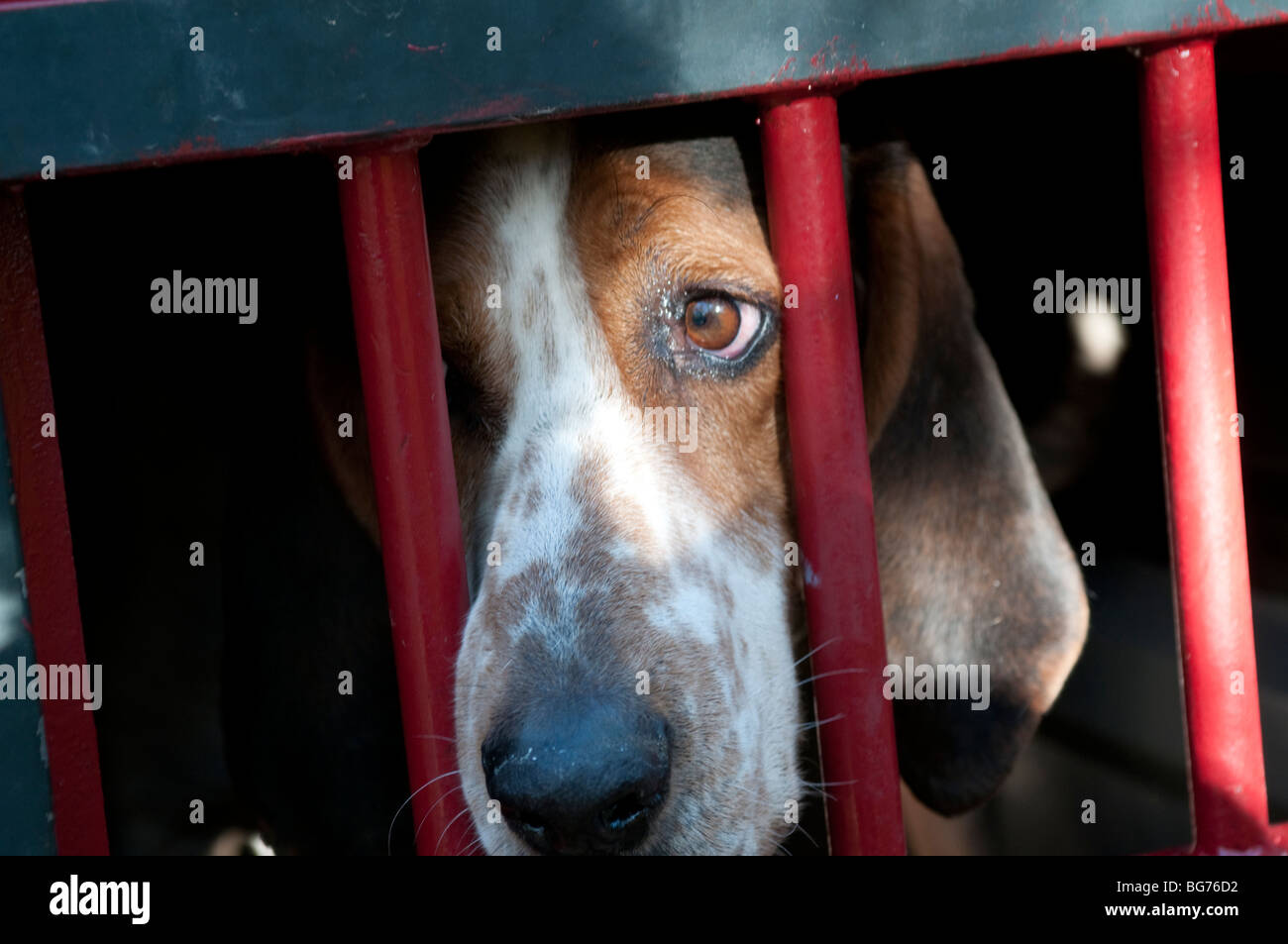 Hunting dog, near Ganges, Southern France Stock Photo