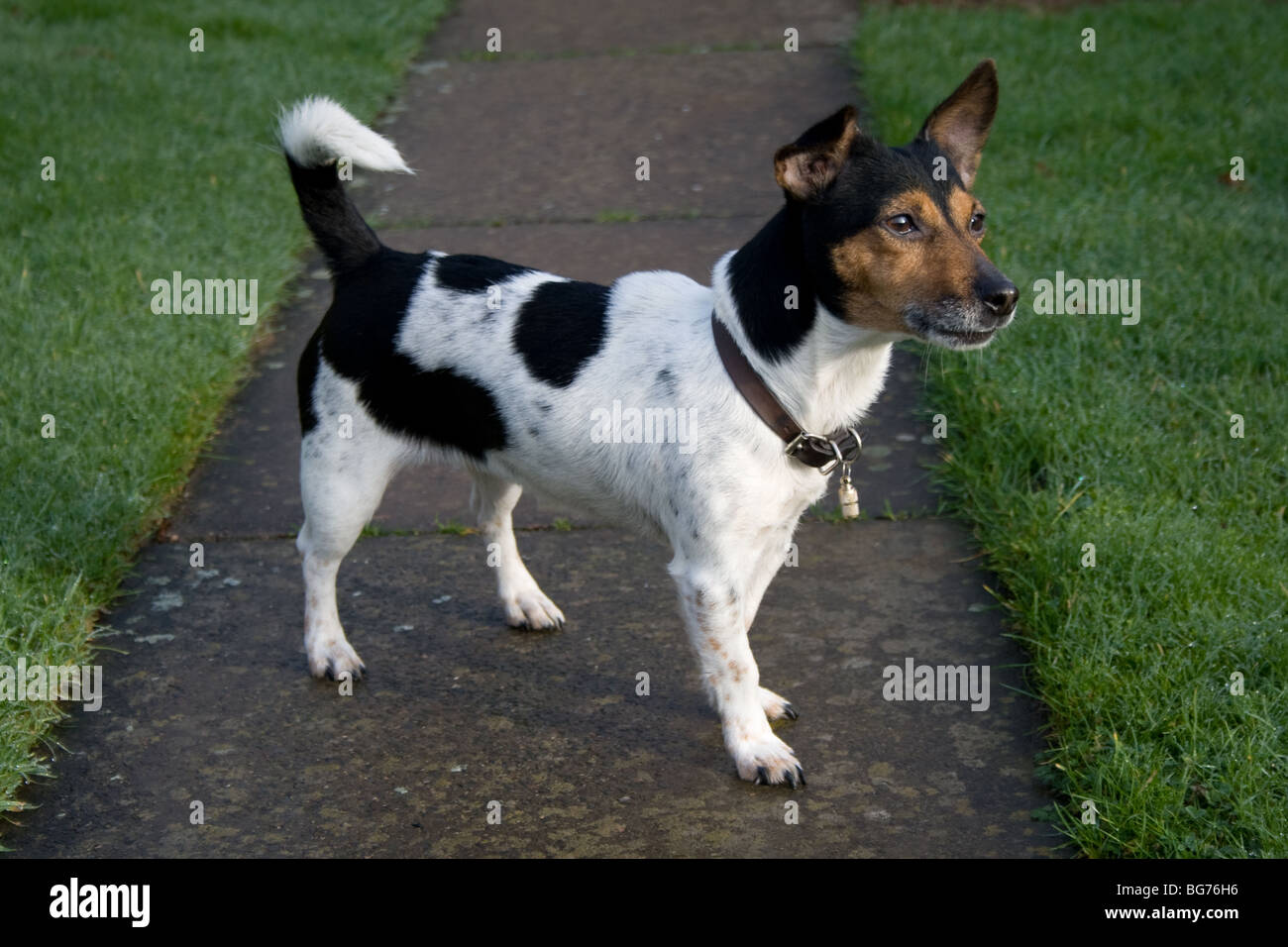 Miniature Jack Russell terrier Stock Photo - Alamy