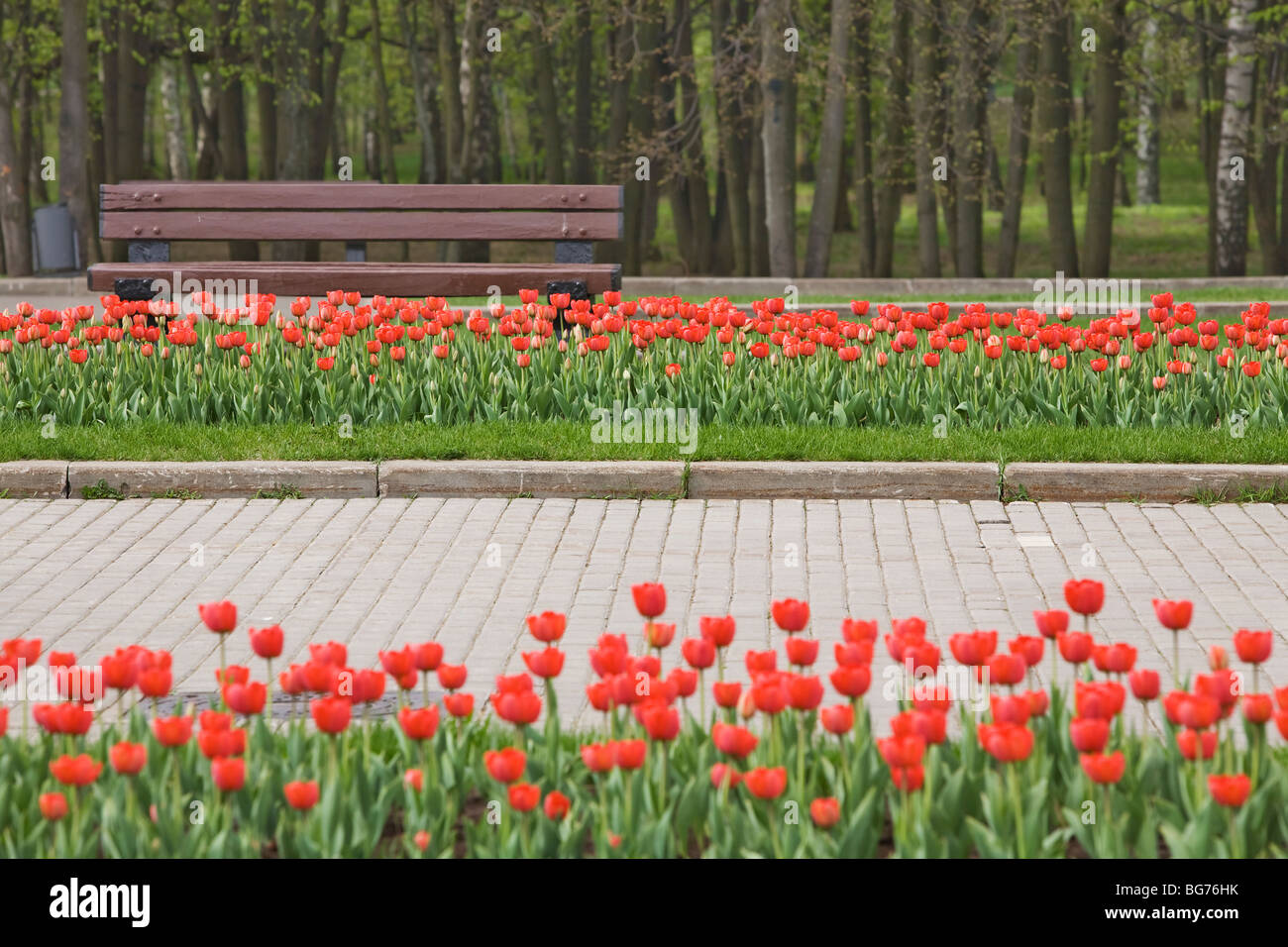 Spring tulip tree road hi-res stock photography and images - Alamy
