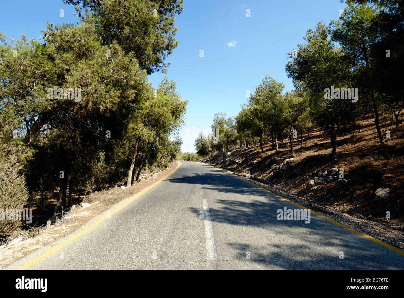 Israel, Negev, Pine tree forest planted by KKL Stock Photo Alamy