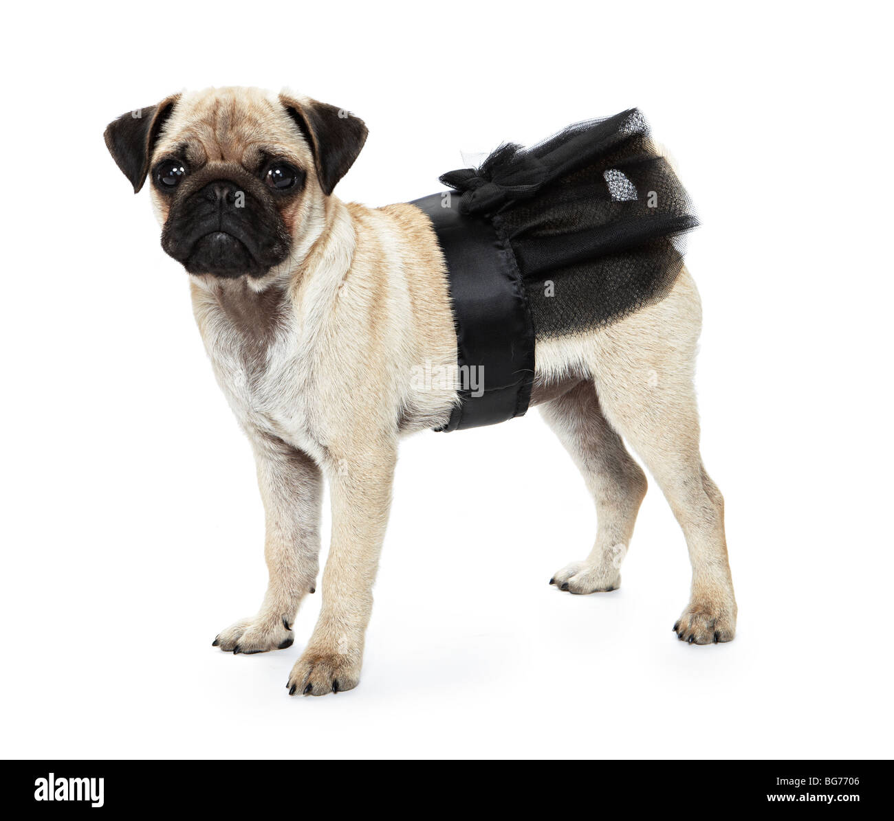 Miniature 2025 black pug