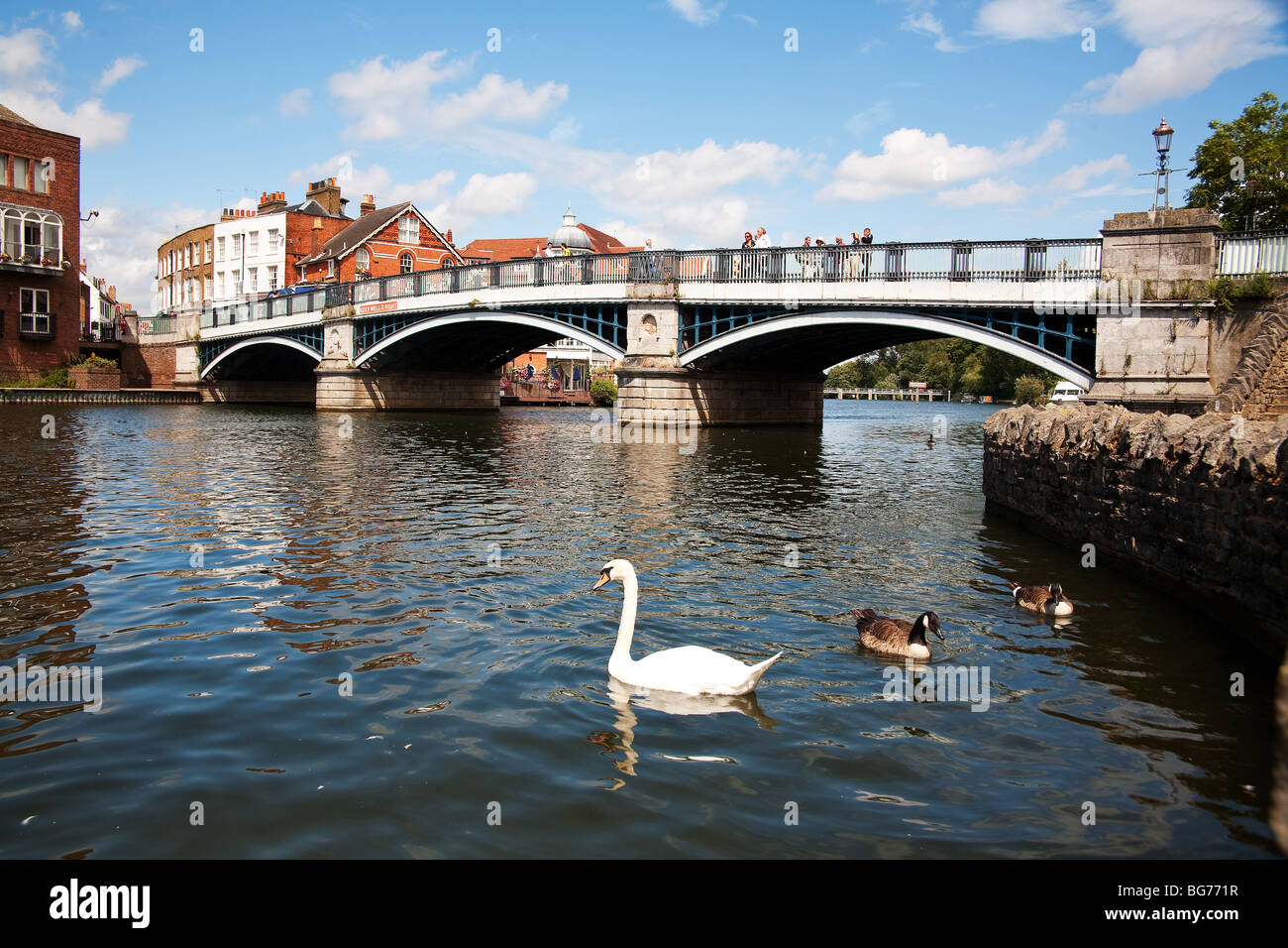 Swans on the River Thames, Windsor  and the footpath bridge between Eton and Windsor Stock Photo