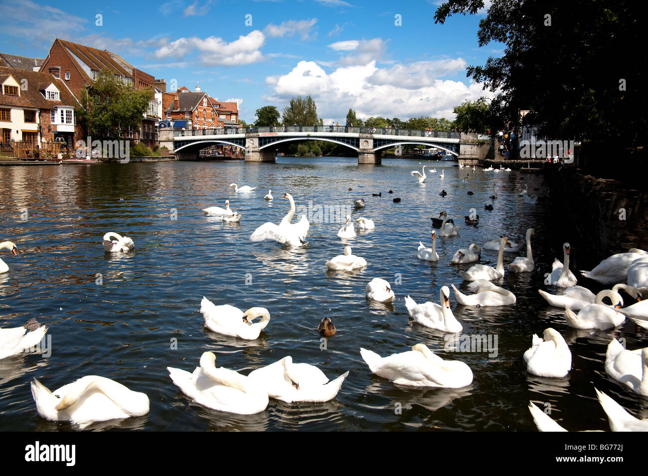 Swans on the River Thames, Windsor  and the footpath bridge between Eton and Windsor Stock Photo