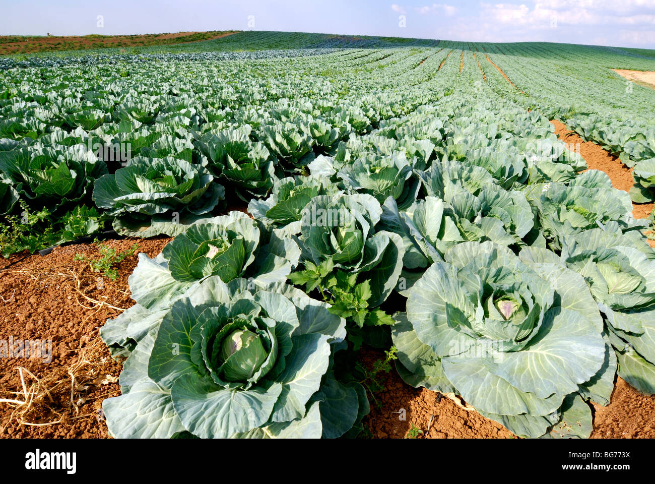 Israel, Negev, cabbage field Stock Photo