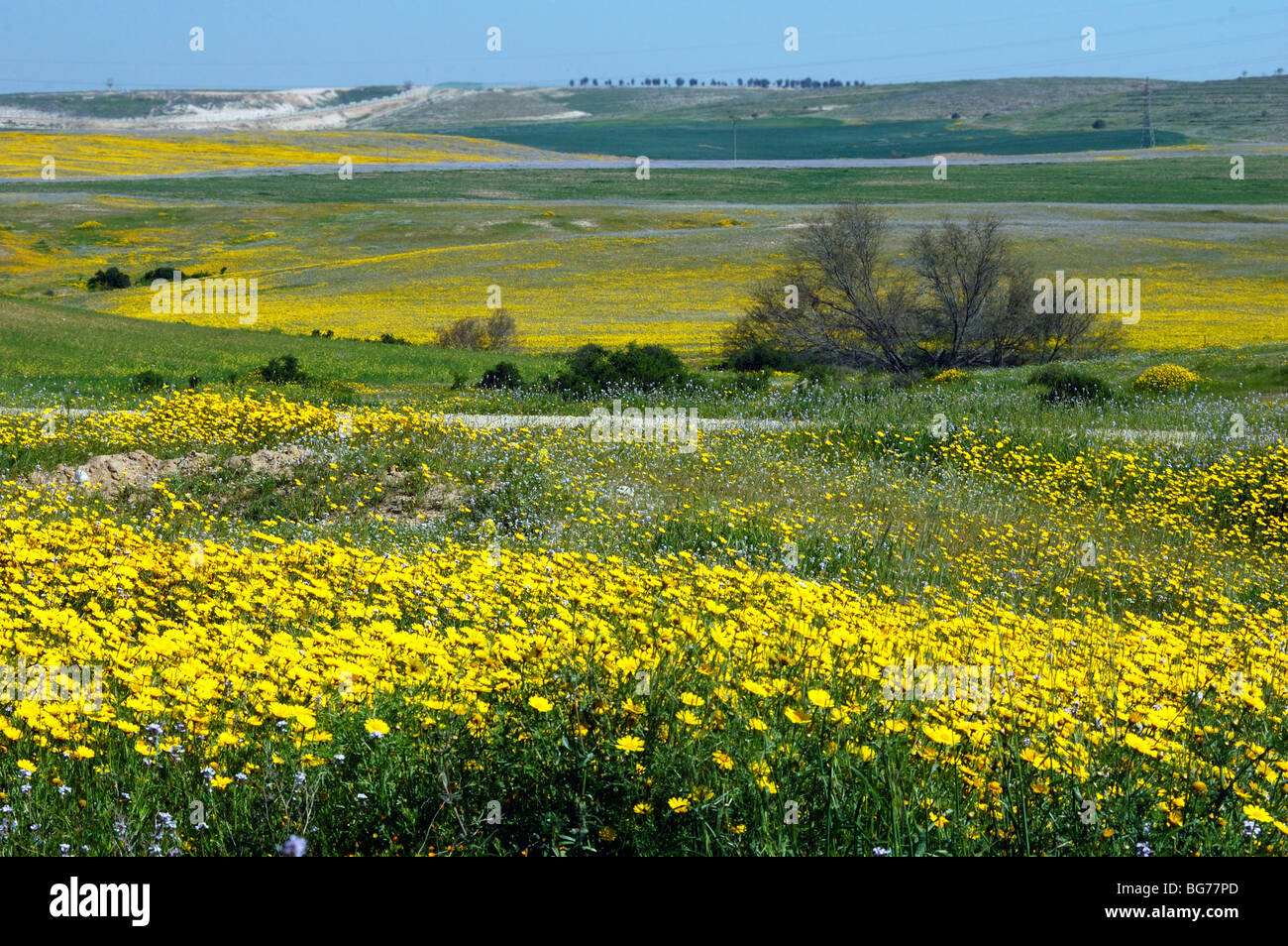 Israel, Negev, a field of wild flowers in spring Stock Photo Alamy