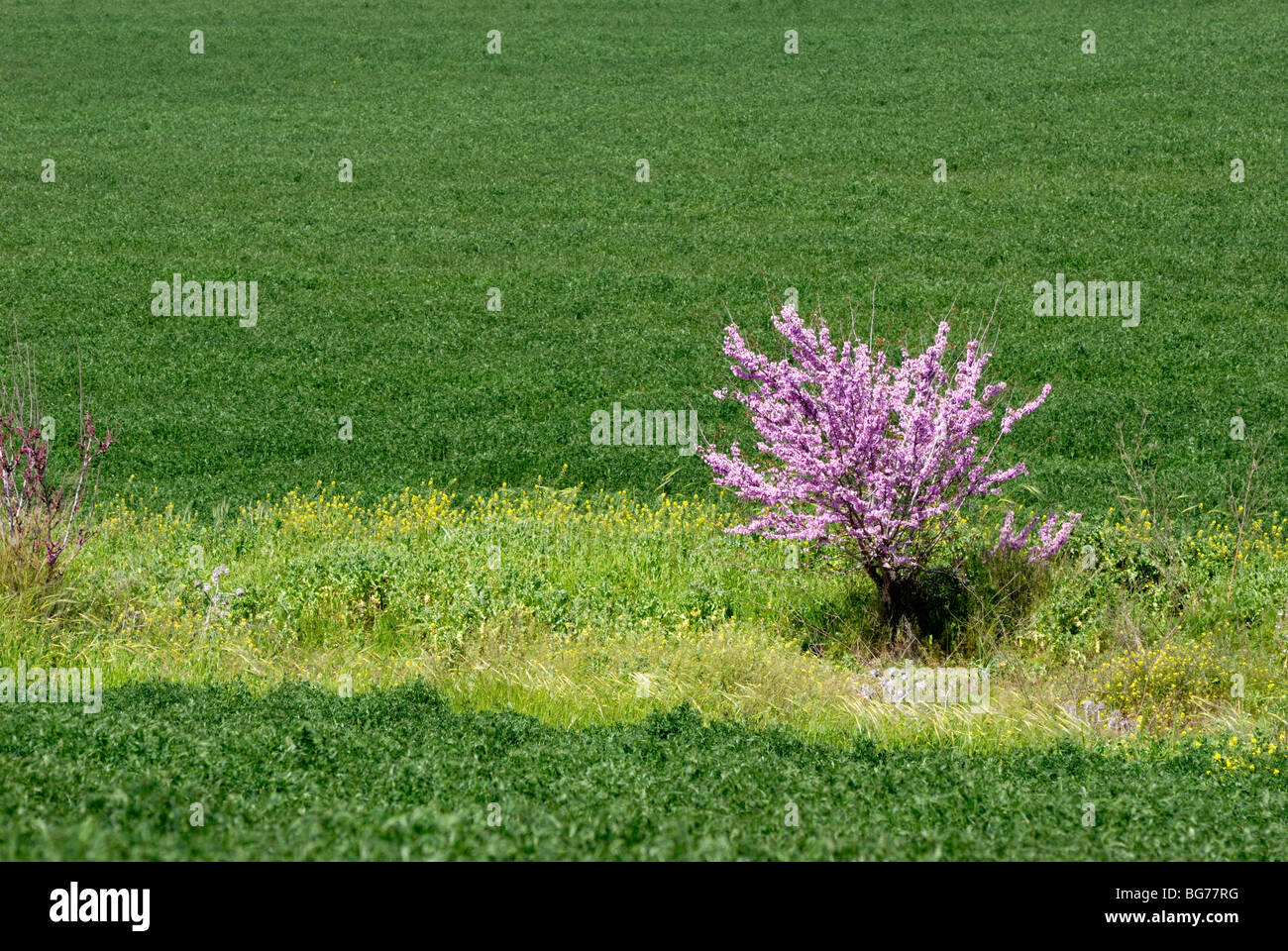 Israel, Negev, purple blossoms on a lone tree in a wheat field Stock Photo