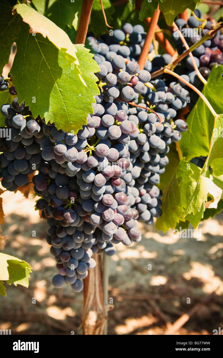 Sauvignon grapes on vine, closeup Stock Photo Alamy
