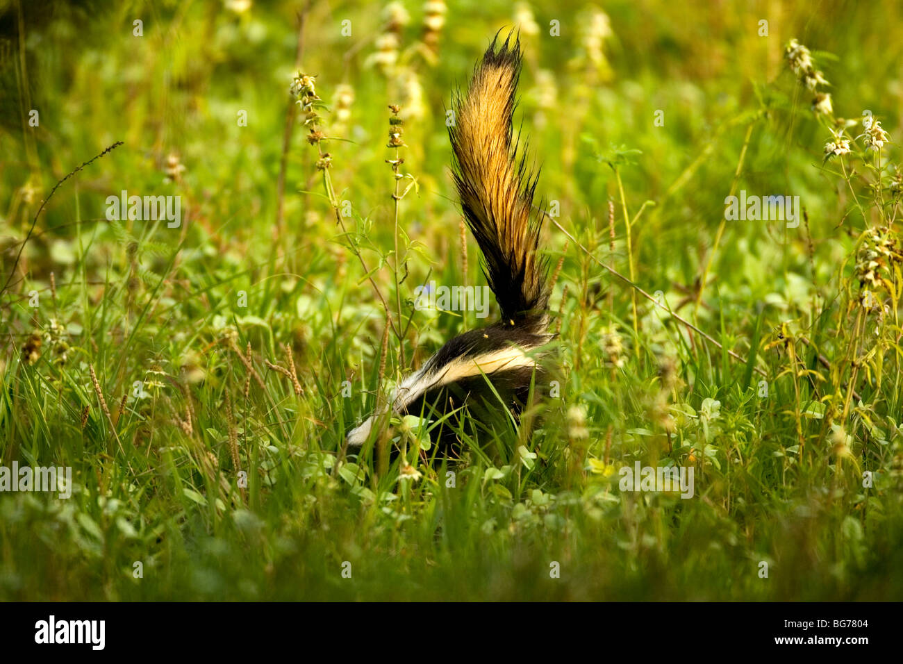 Skunk Stock Photo