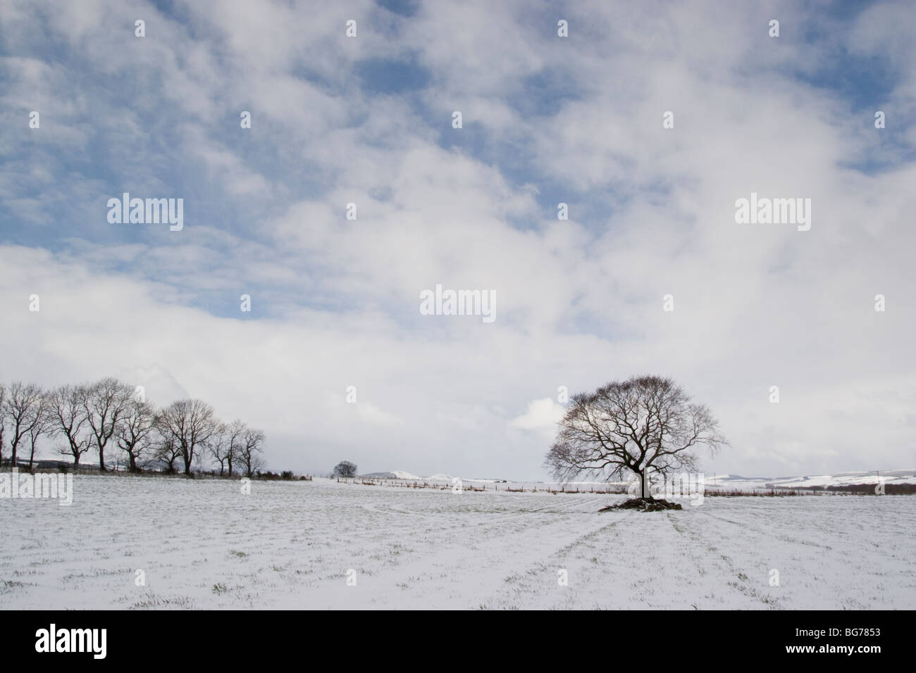 A solitary tree in a snowy Aberdeenshire Field Stock Photo - Alamy