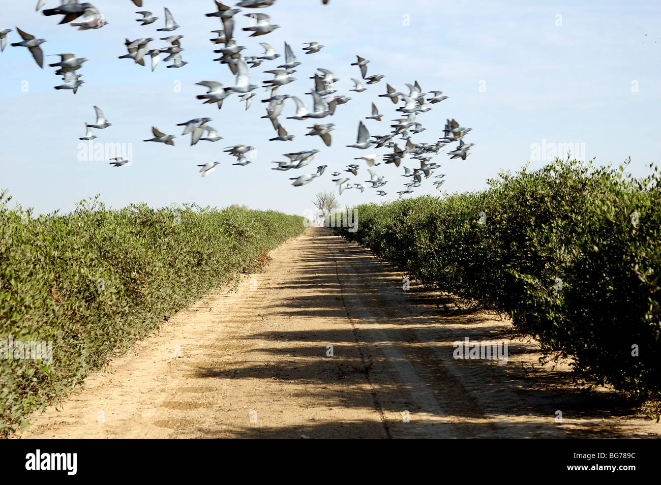 Israel, Negev, a flock of birds fly over a cultivated field. Birds are a major pest to farmers Stock Photo
