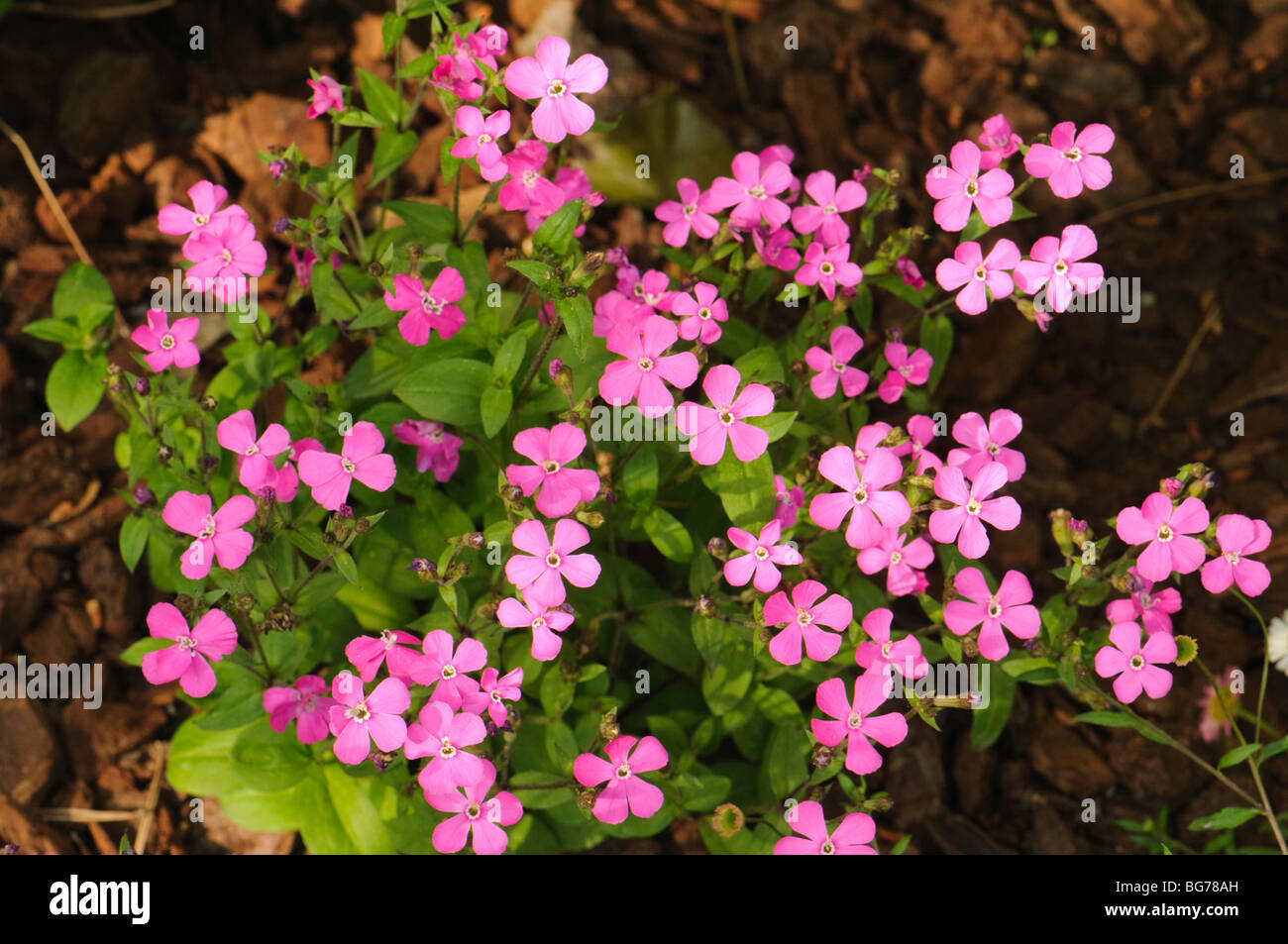 Silene pendula hi-res stock photography and images - Alamy