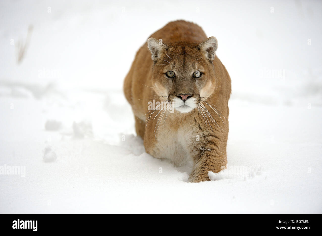 Cougar, Mountain lion (Puma concolor) captive in winter habitat, Bozeman,  Montana, USA Stock Photo - Alamy