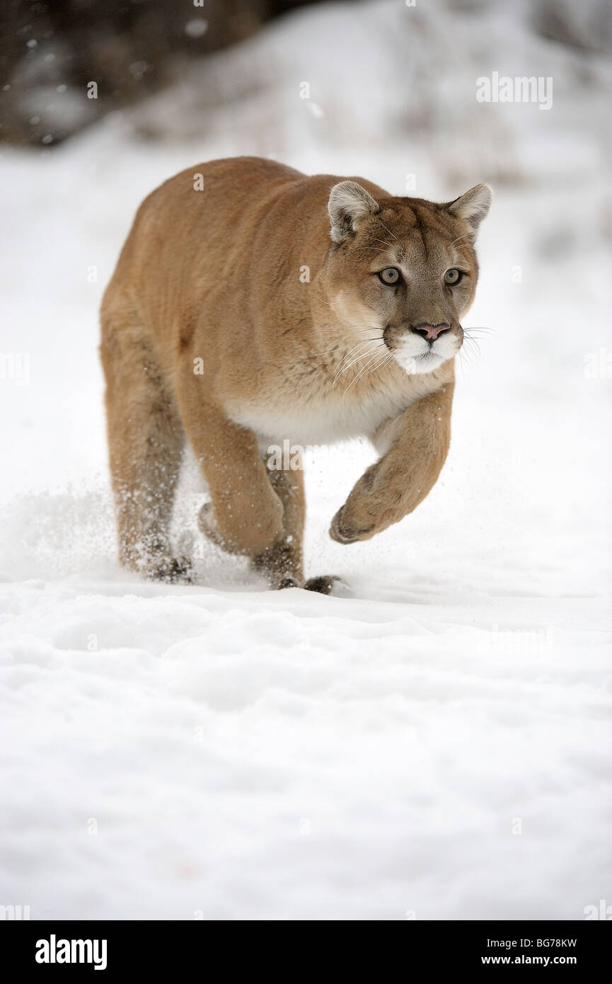 Cougar, Mountain lion (Puma concolor) captive in winter habitat Stock Photo  - Alamy