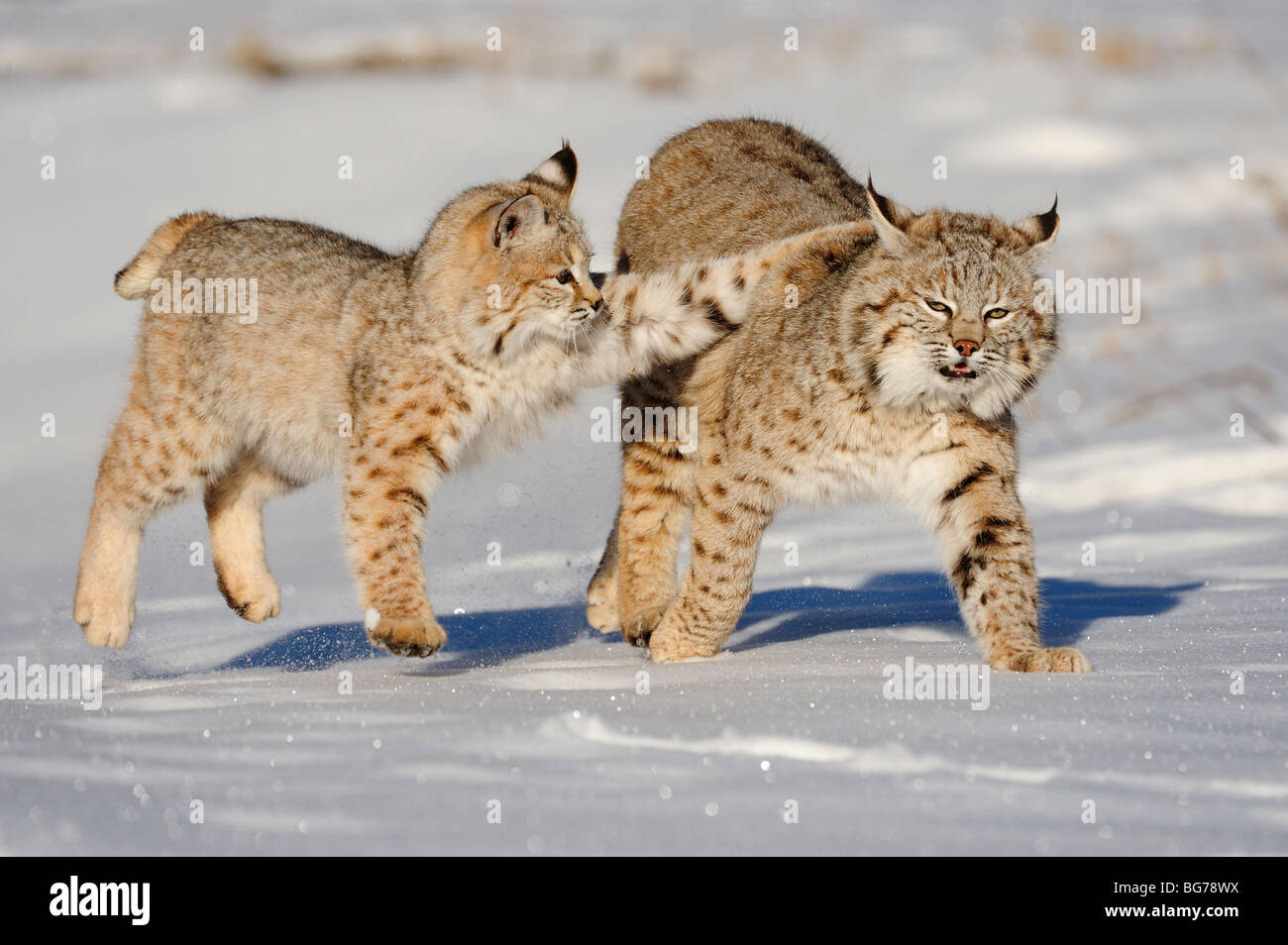 baby bobcat images
