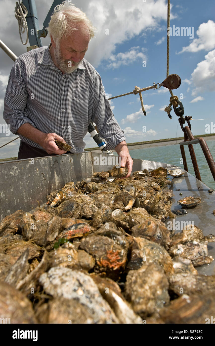 Oyster fisherman on the Mersea island, Essex  coast line. The fisherman sorts the oysters from the harvest. Essex, UK, Fishing Stock Photo