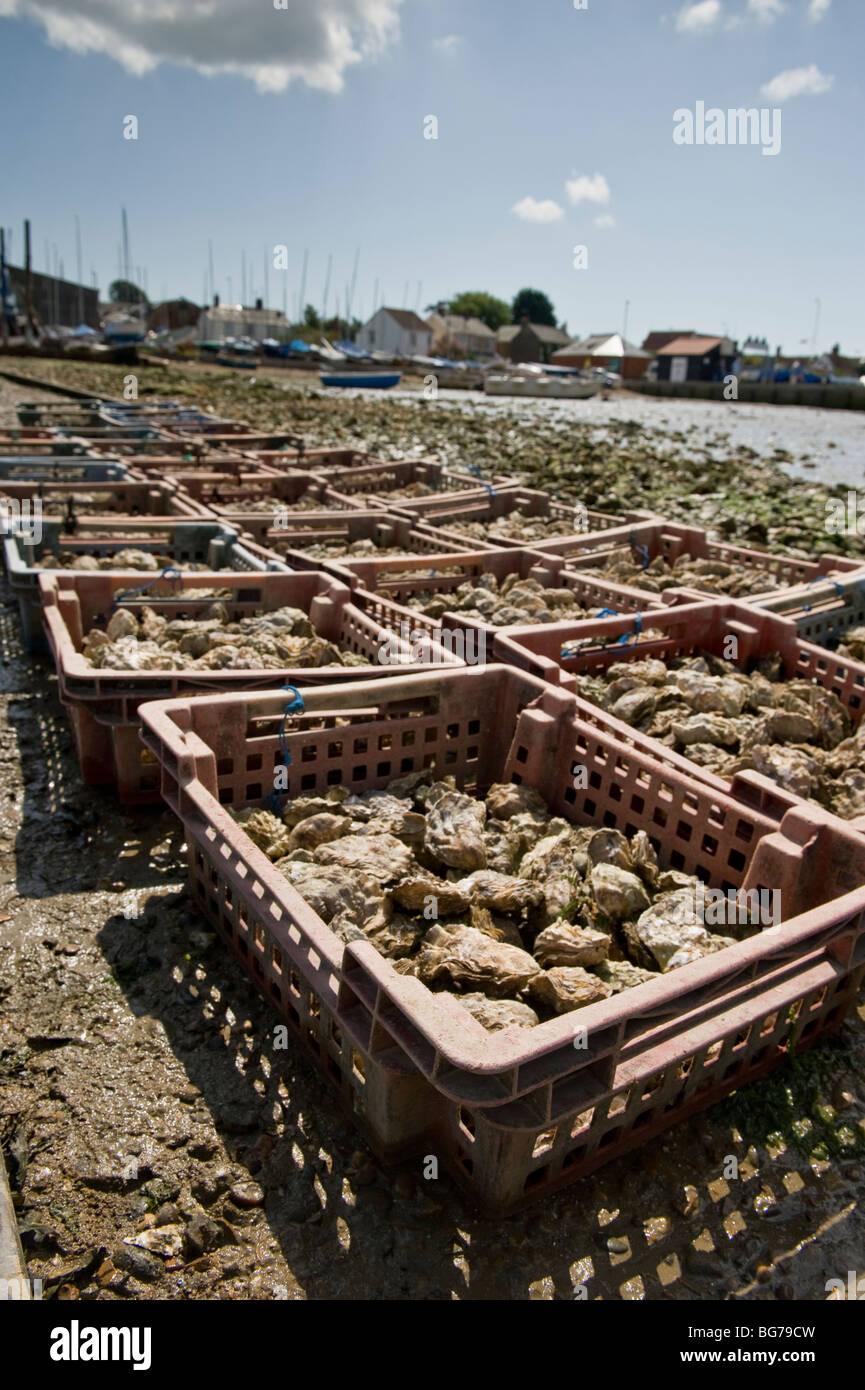 Fresh oysters from a recent fishing trip on Mersea island, Essex, uk Stock Photo