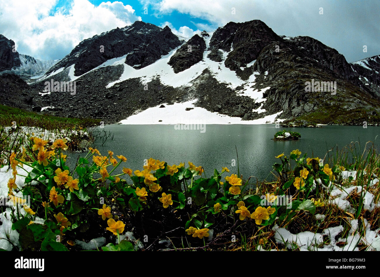 Kingcup (Caltha palustris, Ranunculaceae). Karakol lake. The Iolgo Ridge. Altai. Siberia. Russia Stock Photo