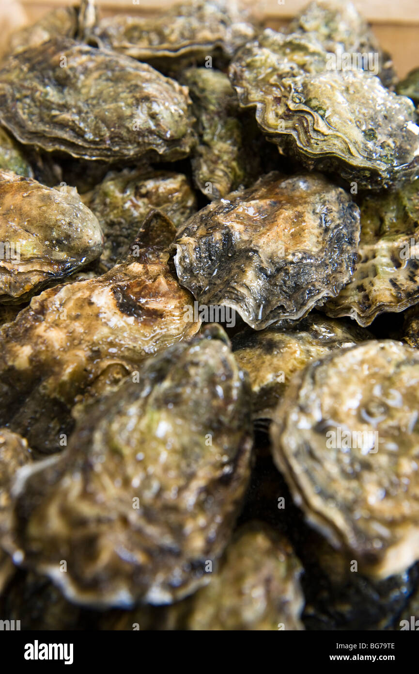 Native oysters from mersea island in essex hires stock photography and