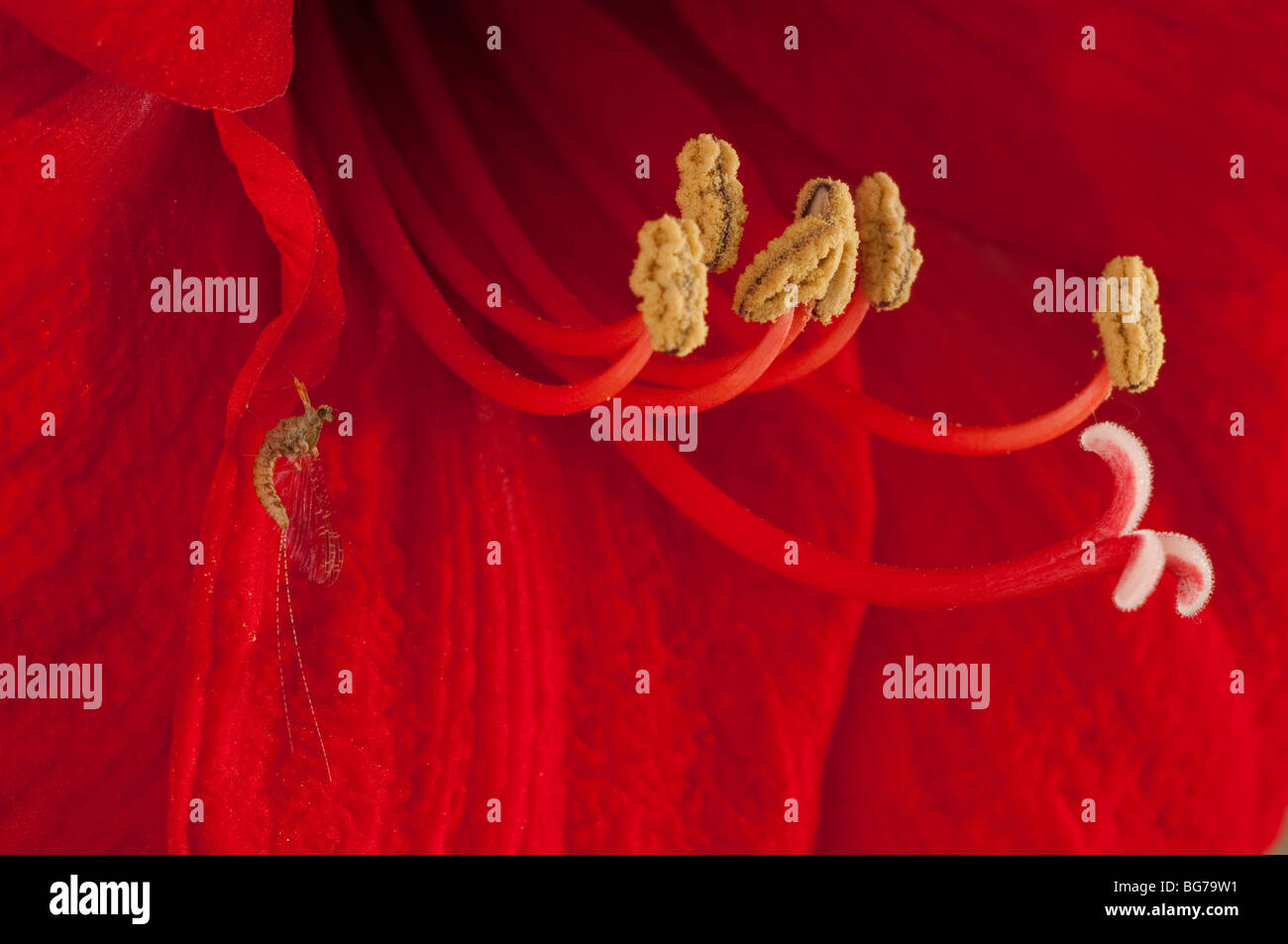 Adult Mayfly (Ephemeroptera) on Amaryllis garden red flower, Spain Stock Photo
