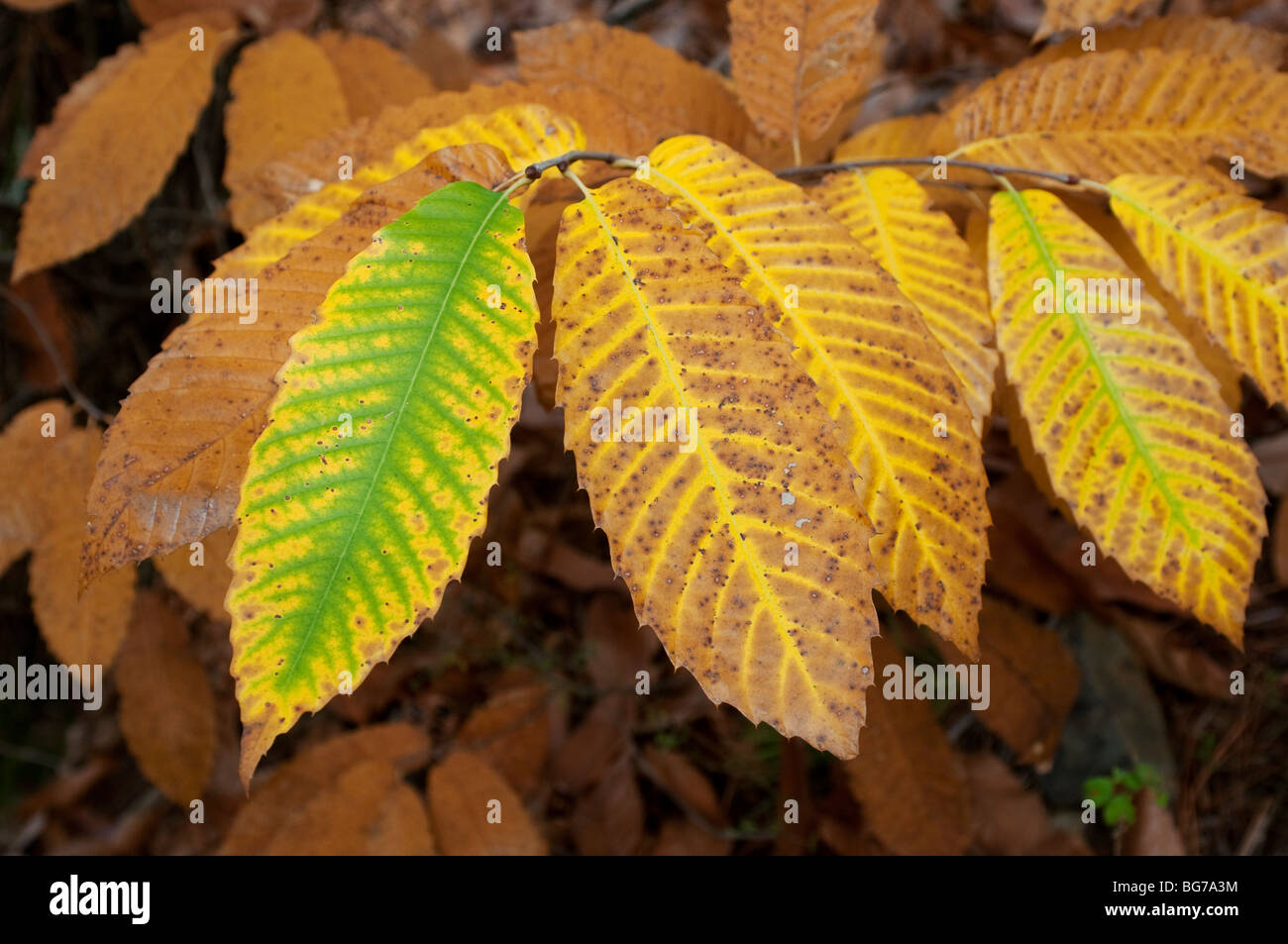Sweet chestnut tree leaves, Cevennes, Southern France Stock Photo