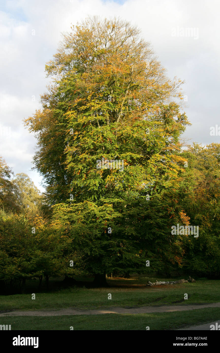 Beech Tree, Fagus sylvatica, Fagaceae, Ashridge, Hertfordshire, UK Stock Photo