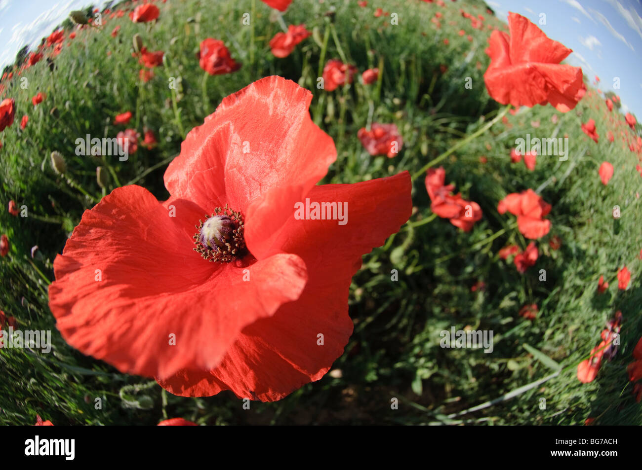 Distorted wide view of Red Poppy flowers in a field in June, Spain Stock Photo