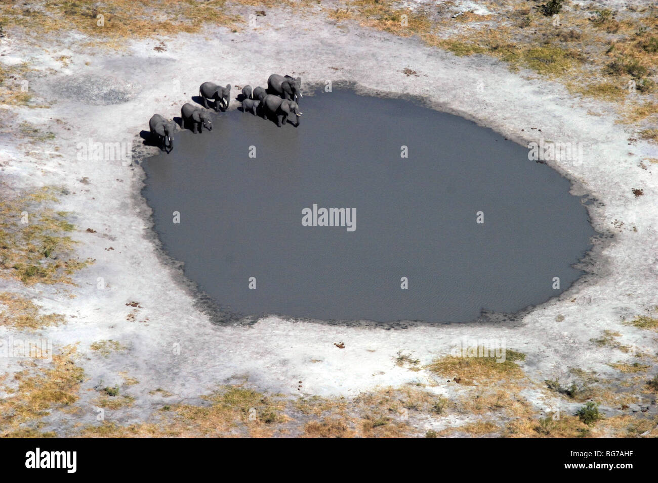 Aerial of African elephants at a watering hole Stock Photo
