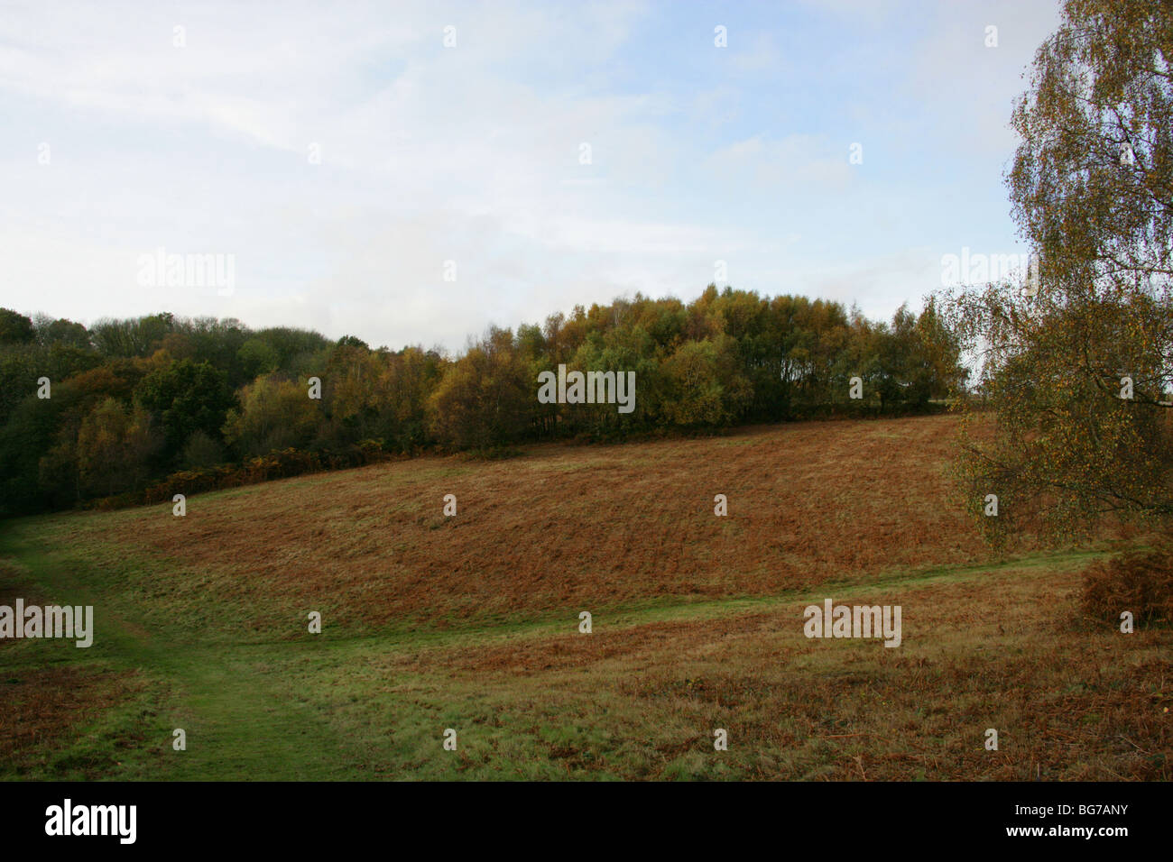 Silver Birch Scrub Land, Ashridge, Hertfordshire Stock Photo