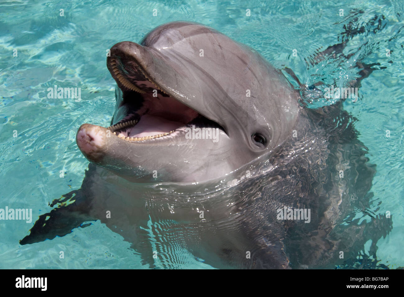 Dolphin open mouth hires stock photography and images Alamy