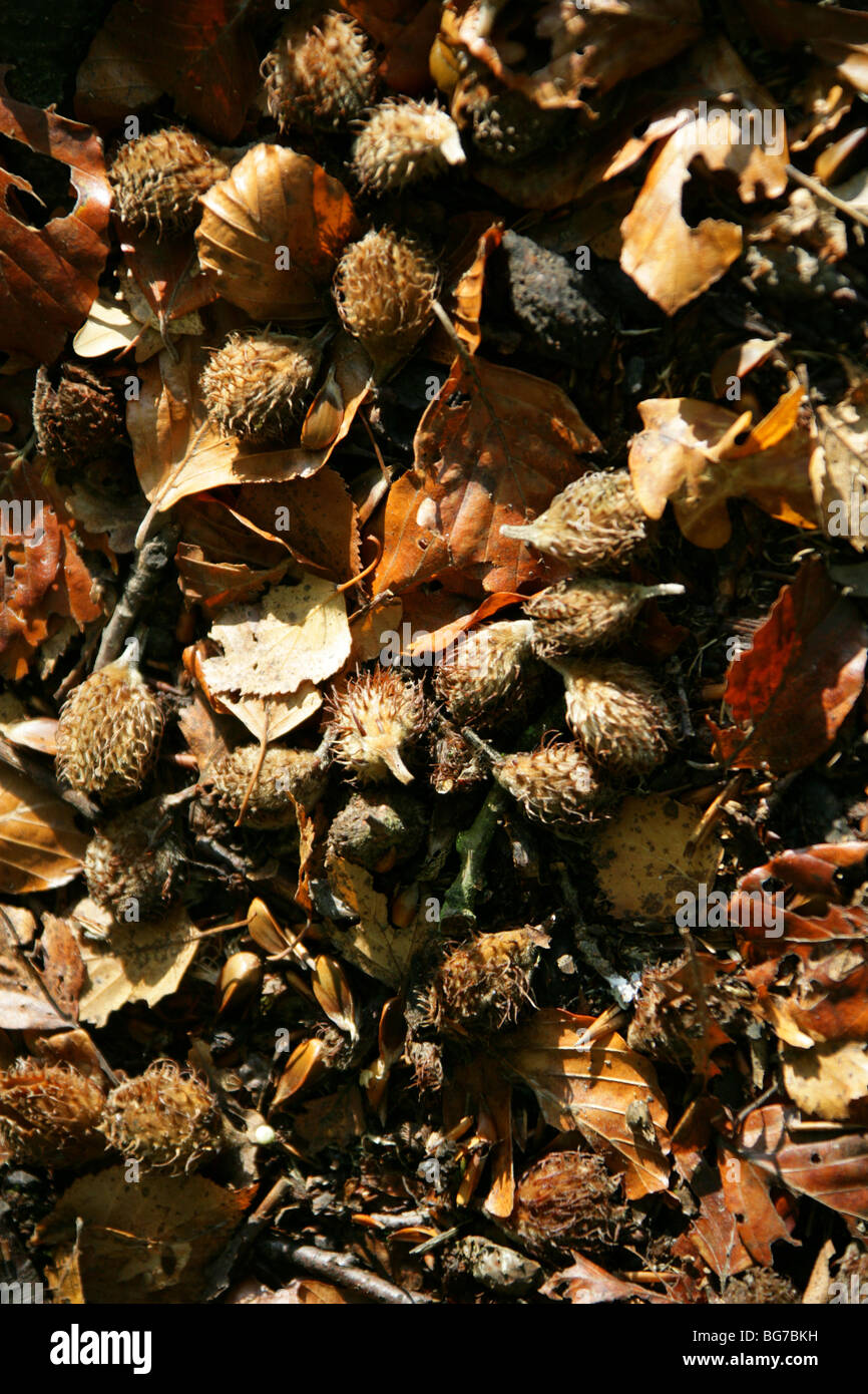 Beech Mast, Fagus sylvatica, Fagaceae Stock Photo